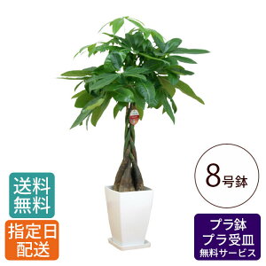 ϗtA pL 8 pv /  money tree  A  ^ 傫 CeA O[ A  Vv  j j j JƏj I[v Vz V z v[g 