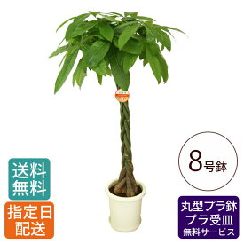 観葉植物 パキラ 8号 丸プラ / 発財樹 money tree 鉢 鉢植え 大 大型 大きい インテリア グリーン 植物 おしゃれ シンプル 自宅 お祝い 祝い 御祝 開業祝 オープン 新築 新生活 引越し プレゼント 御中元 中元 ギフト