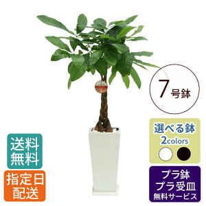 ϗtA pL 7 p /  money tree  A  ^ 傫 CeA O[ A  Vv  j j JƏj I[v Vz z  V v[