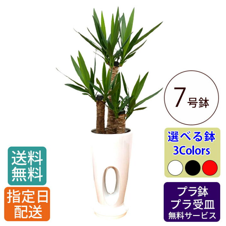 楽天市場】【母の日 早割】 観葉植物 ユッカ 7号 穴高陶器 / ユッカ 