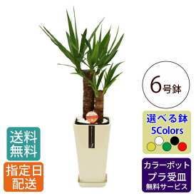 観葉植物 ユッカ 6号 カラ―ポット / ユッカ おしゃれ 鉢植え 小 小さい インテリア 室内用 植物 本物 自宅 お祝い 開業祝 オープン 新築 引越し 結婚 新生活 プレゼント 御中元 中元 ギフト