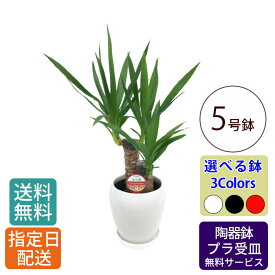 観葉植物 ユッカ 5号 カラ―ポット / ユッカ おしゃれ 鉢植え 小 小さい インテリア 室内用 植物 本物 自宅 お祝い 開業祝 オープン 新築 引越し 結婚 新生活 プレゼント 御中元 中元 ギフト