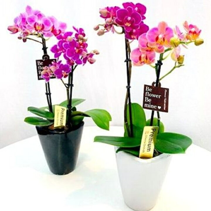 楽天市場】マイクロ胡蝶蘭 MIX寄せ 2本立 3号 ピンク イエロー 黄色  
