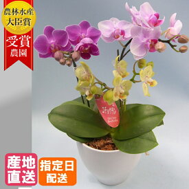 マイクロ胡蝶蘭 3色MIX寄せ 3本立 4号 ピンク イエロー 黄色 傘寿 米寿 花 鉢植え ギフト プレゼント 胡蝶蘭 花鉢 ラン お花 ミニ胡蝶蘭 ミディ胡蝶蘭 小さい 開店祝い 開業祝い 就任祝い 移転祝い 母 女性 ホワイトデー お返し お歳暮
