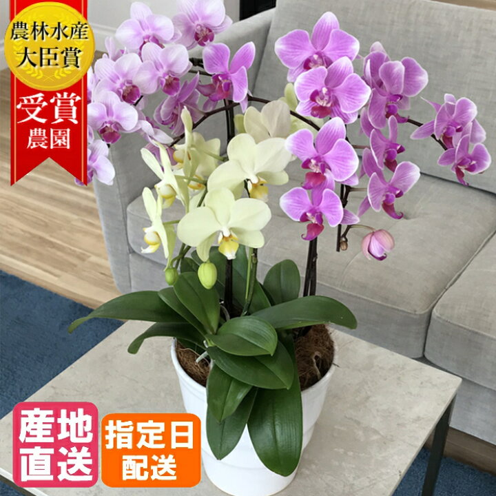 楽天市場 お中元 早割 夏ギフト ミディ胡蝶蘭 3色mix寄せ 5 5号 3本立 ピンク イエロー 黄色 傘寿 米寿 花 鉢植え ギフト プレゼント 胡蝶蘭 花鉢 ラン お花 送料無料 ミニ胡蝶蘭 ミディ胡蝶蘭 小さい 開店祝い 開業祝い 就任祝い 移転祝い 当選祝い 誕生日プレゼント