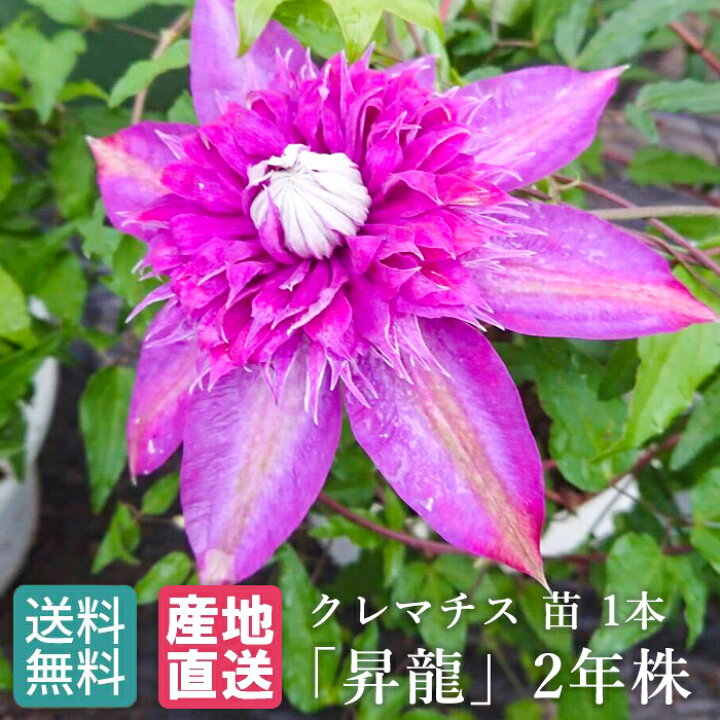 楽天市場 クレマチス 苗 1本 昇龍 2年株 廣田哲也氏育成 22年最新品種 苗 フロリダ系 花 フラワー 鉢植え 庭植 つる性 ツル 植物 色鮮やかな花 ベランダ 大輪 中級者向け 庭 ベランダ お花 栽培 クレマチス 苗 家庭菜園 園芸 Tokyo Small Gift