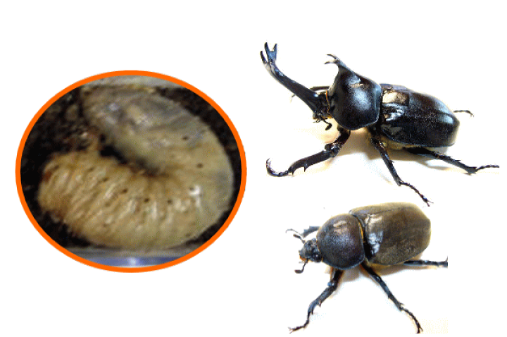 楽天市場 国産カブトムシ幼虫 大きく育った3令幼虫 雄雌判別はしていません 昆虫専門店ホビー倶楽部