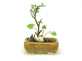 プラッツ 1/12 THE BONSAI 角鉢寄せ植え【茶】 BONN01