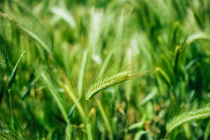 アートパネル アートフレーム 壁掛け インテリア artmart アートマート アートポスターやアートボード、ファブリックパネルで部屋をおしゃれに!モダン アンティーク 北欧 花 海 絵 写真 ポ