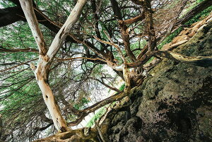 A[gpl A[gt[ Ǌ| CeA artmart A[g}[g A[g|X^[A[g{[hAt@ubNplŕɁI_ AeB[N k  C G ʐ^ |