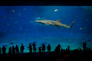 A[gpl A[gt[ Ǌ| CeA artmart LoXA[ĝ݃t[ʔ A[g}[g A[g|X^[A[g{[hAt@ubNplŕɁI