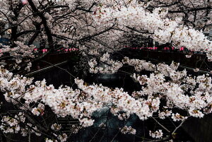 アートパネル アートフレーム 壁掛け インテリア artmart アートマート アートポスターやアートボード、ファブリックパネルで部屋をおしゃれに!モダン アンティーク 北欧 花 海 絵 写真 ポ