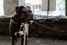 楽天市場 犬 ポスター インテリア 寝具 収納 の通販