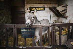 アートパネル アートフレーム 壁掛け インテリア artmart アートマート アートポスターやアートボード、ファブリックパネルで部屋をおしゃれに!モダン アンティーク 北欧 花 海 絵 写真 ポ