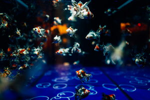 アートパネル アートフレーム 壁掛け インテリア artmart アートマート アートポスターやアートボード、ファブリックパネルで部屋をおしゃれに!モダン アンティーク 北欧 花 海 絵 写真 ポ