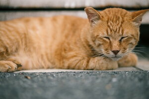 アートパネル アートフレーム 壁掛け インテリア artmart アートマート アートポスターやアートボード、ファブリックパネルで部屋をおしゃれに!モダン アンティーク 北欧 花 海 絵 写真 ポ