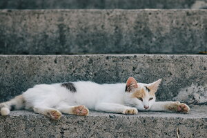 A[gpl A[gt[ Ǌ| CeA artmart A[g}[g A[g|X^[A[g{[hAt@ubNplŕɁI_ AeB[N k  C G ʐ^ |