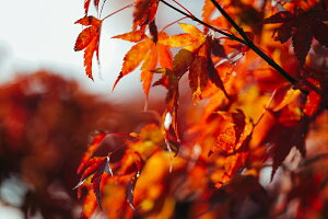 アートパネル アートフレーム 壁掛け インテリア artmart アートマート アートポスターやアートボード、ファブリックパネルで部屋をおしゃれに!モダン アンティーク 北欧 花 海 絵 写真 ポ