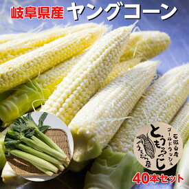 【8月中旬〜予約第2期】 ＼当日朝採り新鮮糖度抜群／ ヤングコーン 40本セット ベビーコーン 岐阜県 石徹白産 岐阜県郡上市白鳥町石徹白で育った 上村親子の愛情ヤングコーン 40本セット 【第1期予約販売：2025年7月中旬出荷開始予定】【送料無料】