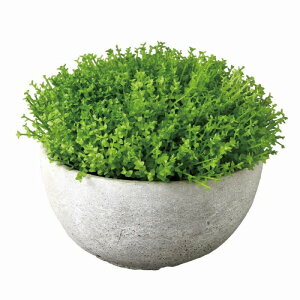 観葉植物 ベビーティアーズ 観葉植物の人気商品 通販 価格比較 価格 Com