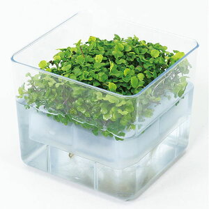 ARTEC k͔|jbg xr[[t~bNX ATC102966 [][AS]