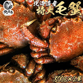 【北海道産毛蟹800g前後×2】　水産業界最安値に挑戦　限定期間のみ送料無料 驚く大きさ！堅蟹をボイルし急速冷凍！毛ガニ！ ギフト 特大 毛ガニ 1尾で圧巻の800g 2尾セット かに カニ 蟹 けがに カニ味噌 北海道かに　北海道高品質海産物・海鮮専門店