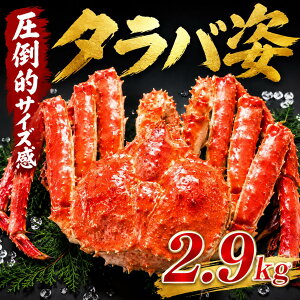 お歳暮 冬ギフト 御歳暮【たらば姿2.9k 北海道産】タラバガニ 超特大 大型 姿 2.9kg たらばがに たらば蟹 タ
