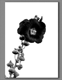 【送料無料】花　お花　モノクロ　白黒　アートパネル　A2　おしゃれ　シンプル　雑貨　絵　アートプリント　ポスター　デザイン　インテリア　アート Flower