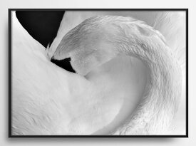 【送料無料】モノクロ　白黒　動物　自然　北欧　白鳥　ハクチョウ　アートポスター　A2　A3 おしゃれ　シンプル 　モダン　雑貨　アートプリント　ポスター　デザイン　インテリア　アート　swan