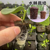 【50個セット】水耕栽培 スポンジ 水耕栽培キット用 ウレタン培地 スポンジ培地 有機 植えるスポンジ 栽…