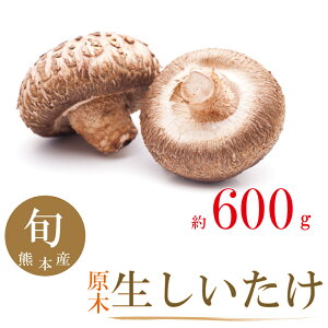 ؐő 600g Ԍ ʌ Yn lCi F{Y N[ցyz