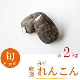厳選れんこん 2キロ入 白石産 今が旬 期間限定 数量限定 産地直送 人気商品 佐賀産 クール便 【送料無料】
