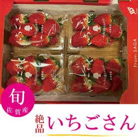 いちごさん 期間限定 数量限定 産地直送 甘い 人気商品 フルーツギフト 果物ギフト 佐賀産 クール便 【送料無料】