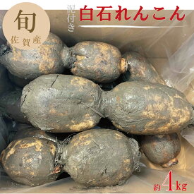 白石れんこん 約4kg 佐賀県産 今が旬 期間限定 数量限定 産地直送 おせち 人気商品 煮物 蒸し料理 ギフト 【送料無料】