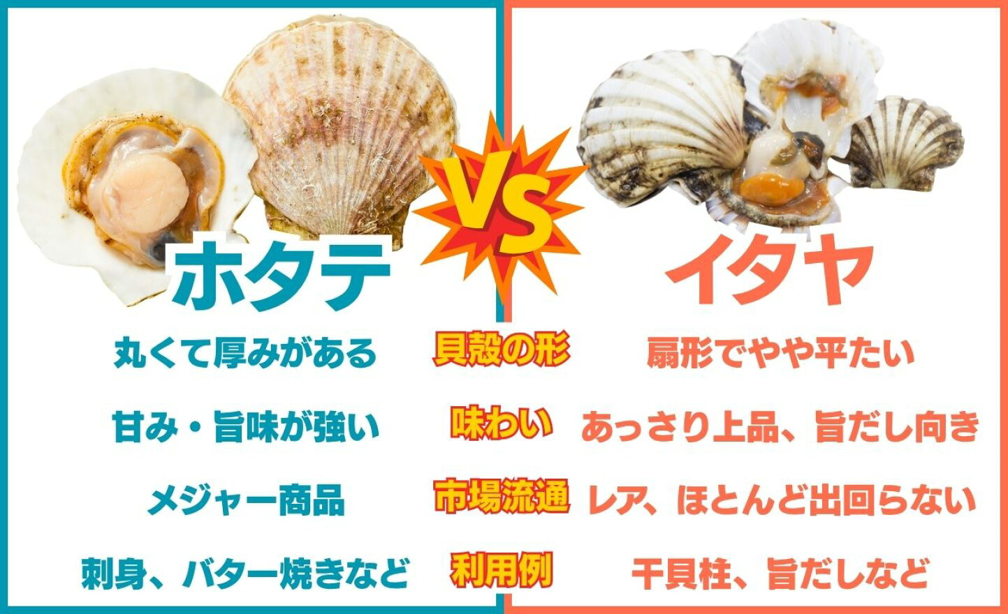 イタヤ 貝 と は
