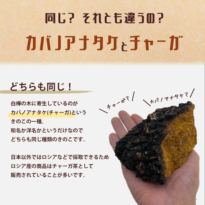 楽天市場】＼全商品対象 割引クーポン配布中／北海道産 カバノアナタケ 