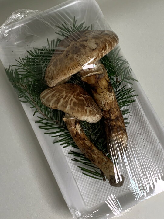 楽天市場】【国産】とれたて生鮮 蝦夷松茸 500g 訳あり 開き方・大きさ  