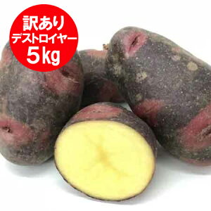 @󂠂 kC Ⴊ fXgC[ kCY Ⴊ 5kg M2LTCY kC Ⴊ  WKC fXgC[ 킯