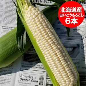  󂠂 Ƃ낱 킯 kC Ƃ낱  Ƃ kCY Ƃ낱 zCbvR[ 2LTCY 6{  Ƃ낱 zCgR[