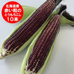 9{菇@󂠂 Ƃ낱  킯 ԂXC[gR[ kC ̂Ƃ낱 a[W L`2LTCY 10{  Ƃ낱 bhR[
