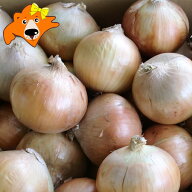 随時発送中 玉ねぎ 10kg 送料無料 たまねぎ 10kg Mサイズ 共撰 北海道 玉葱 野菜 たまねぎ 富良野 もしく…