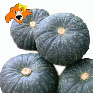   ڂ  Z kC J{` 10kg (7ʓ) Z ͎nɂAт / \㗢 / 䂽 / 肵傤 / ቻ / ݂₱  ̂ꂩ