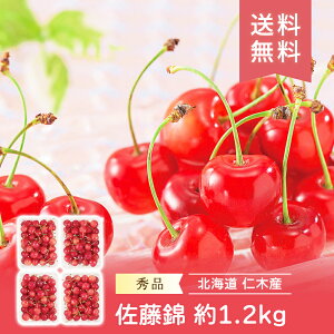 y7{`7{oׁz   1.2kg Yn   TN{ ʕ Mtg t[c j Ԃ oYj FUJI HiMtg 񂹃O Ε