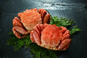 IׂTCY kCтɃMtg kC񂹃O CNMtg kC ґOMtg k̖oZbg NxQ ~̑蕨Mtg kCCNMtg тɎp2