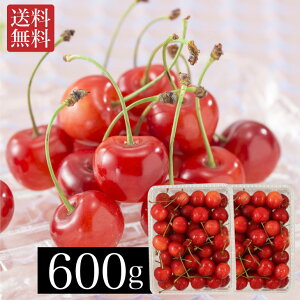 y6{`7{oׁz  600g Yn   TN{ ʕ Mtg t[c j Ԃ oYj N yY Ε ǂ̓ FUJI Hi