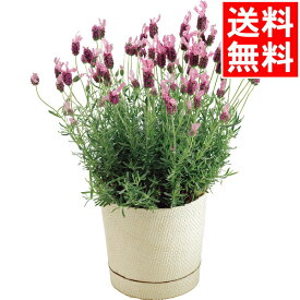 楽天市場 ラベンダー 生花の通販 楽天市場 ラベンダー 生花の通販