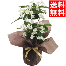 楽天市場 母の日 ジャスミン 鉢植えの通販