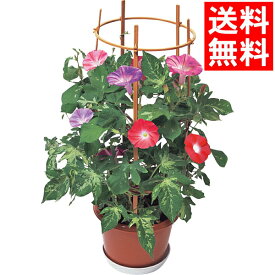 楽天市場 朝顔 鉢植え プレゼントの通販