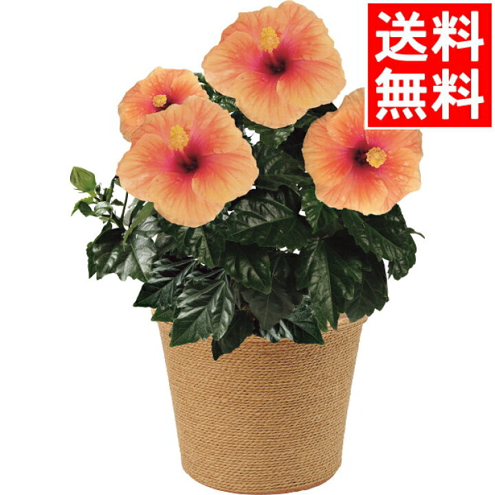 楽天市場 父の日 花 鉢植え ギフト送料無料 ハイビスカス鉢植え サニーシティー 父の日ギフト Father S Day 21 限定ギフト 期間限定 鉢植え 生花 鉢植 花 植物 かわいい きれい 人気 直送 メッセージカード M ギフト グルメ北海道 楽天市場 父の日 花 鉢植え ギフト送料無料 ハイビスカス鉢植え サニーシティー 父の日ギフト Father S Day 21 限定ギフト 期間限定 鉢植え 生花 鉢植 花 植物 かわいい きれい 人気 直送 メッセージカード M ギフト グルメ北海道