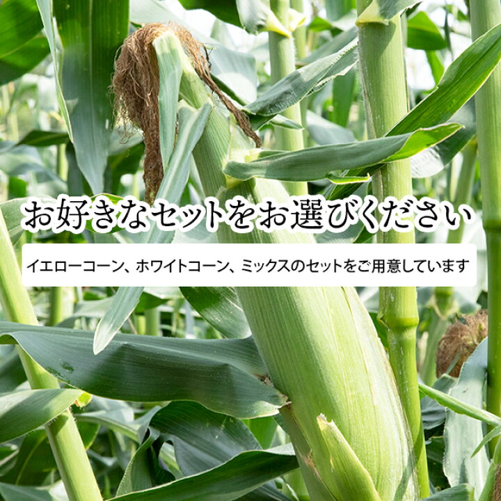 楽天市場】2022年ご予約承り中 8月出荷開始とうもろこし 送料無料 SHIROKUMA SWEET 北海道産 ホワイトコーン 6本【ピュアホワイト ホワイトショコラ トウモロコシ とうきび 産地直送 北海道 円山動物園 シロクマ しろくま SHIROKUMA 白クマ 】 : ギフト&グルメ ... 楽天市場】2022年ご予約承り中 8月出荷開始とうもろこし 送料無料 SHIROKUMA SWEET 北海道産 ホワイトコーン 6本【ピュアホワイト ホワイトショコラ トウモロコシ とうきび 産地直送 北海道 円山動物園 シロクマ しろくま SHIROKUMA 白クマ 】 : ギフト&グルメ ...